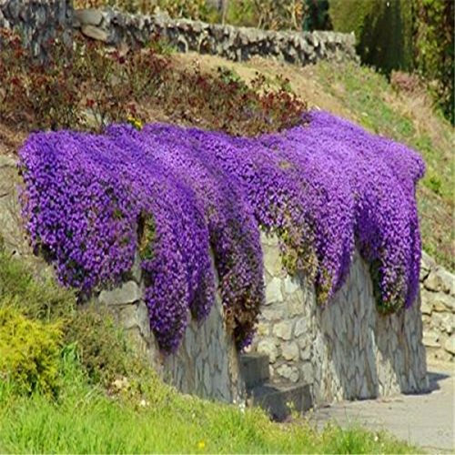 100pcs / bolsa de semillas de tomillo rastrero o semillas de berro de roca azul - flor superficie del terreno perenne, de crecimiento natural para el jardín de 5