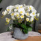 100 Unids/bolsa Semillas de Phalaenopsis Flor Orquídea Plantas Bonsai Floración multicolor Plántulas jardín para interiores y exteriores jardinería doméstica plantar Blanco