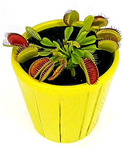 POWERS TO FLOWERS - DIONAEA MUSCIPULA IN VASO CERAMICA VERDE CHIARO, pianta vera
