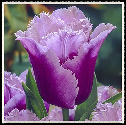 Tulip Bulbs-Romantic purple flowers, wonderful gardening planting flowers, surprise Valentine's Day gifts-30 Bulbi,3:Seeds only