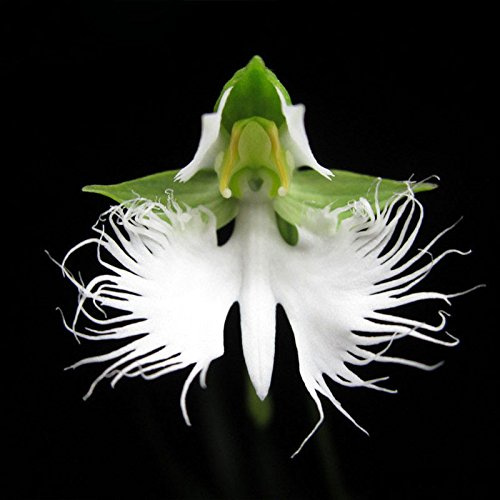Semi di garofano giapponese generico Semi di orchidea bianca garzetta Radiata Orchidea bianca-200 PZ