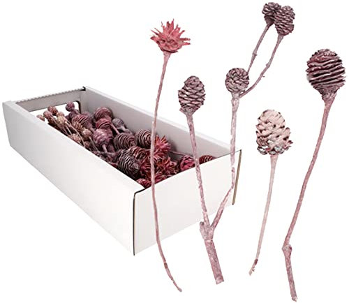 Leucodendron Sortiment FROST - 50 Stück - frost-erika