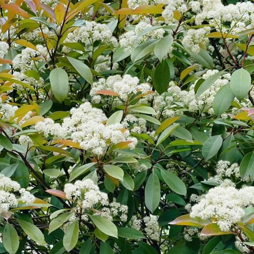 Semillas de Photinia red robin - seto - exóticas resistentes Semillas petirrojo rojo Arbustos rápido crecimiento como privacidad arbustos 300pcs