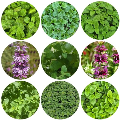 semi di melissa - resistenti biologici da giardino balcone decorazione perenni esterno 600pcs