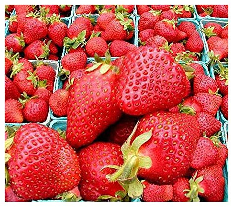 Erdbeeren rot - 30 Samen