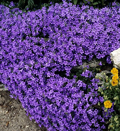 1 PIANTA Campanula Get Me Blu Perenne in Vaso 10cm Giardino