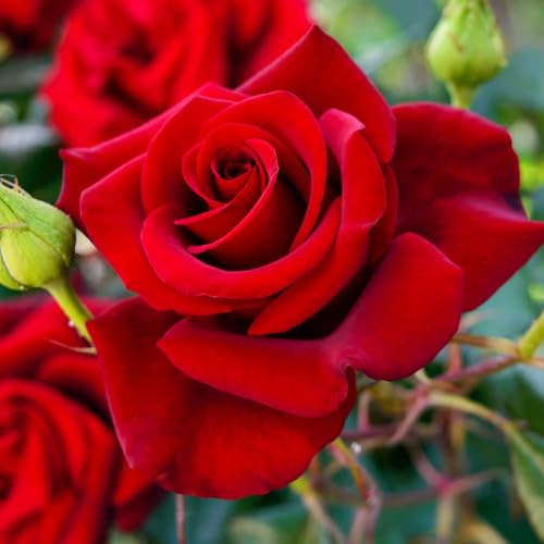 YouGarden Harkness Roses The Prince's Trust Climbing Rose, 4 Litre Potted, Ready to Plant