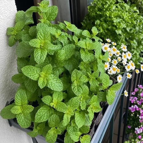 Semillas de melisa - resistentes para el jardín Melissa officinalis - verdes semillas de cocina que cubre el suelo 200pcs