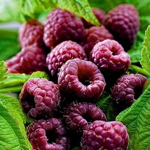 Pack 2 Raspberry Plants Live for Planting, Cold Hardy Raspberry Trees Live Plants, 4 to 9 Inches Tall, Sweet Berry Fruits Seedlings (Purple Thornless Raspberry)