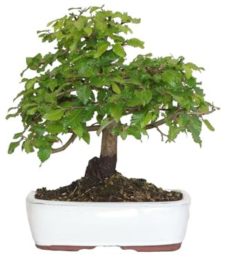 KENTIS - Orientalische Hainbuche Bonsai - Carpinus Orientalis - Echte Zierpflanzen Für Draußen - Garten Balkon Terrasse - H 35/45 cm Topf 25 cm