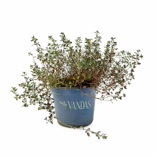 VANDAS Timo Comune – Pianta Aromatica Perenne | Ideale per Cucina e Orto | Fioritura Estiva Bianca/Lilla | Made in Italy