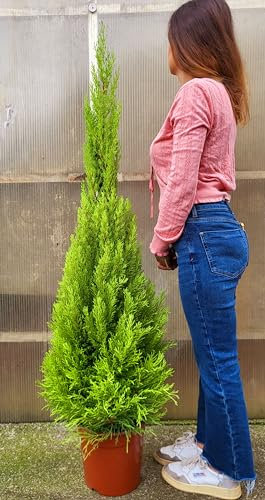 POWERS TO FLOWERS - CIPRESSO WILMA XXXL Vaso26, altezza 140cm, pianta Vera