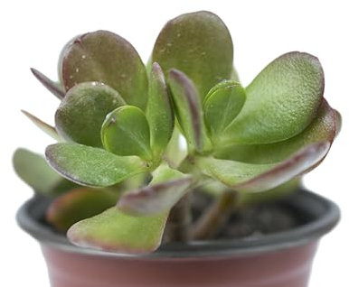 pianta vera Pianta Grassa Crassula Ovata Albero di Giada