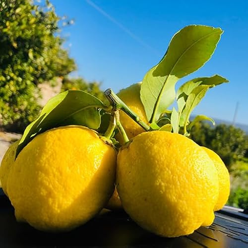 Semi di Limone Siciliano Giallo, Agrume Pregiato, Sapore Intenso, Confezione 15 Semi