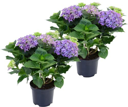 DECOALIVE Hydrangea Macrophylla - Plantas Vivas - Pack de 2 Plantas de Hortensia con Flor Azul