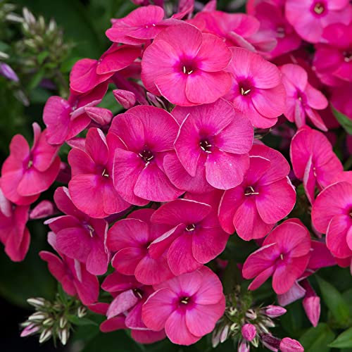 Phlox Ka-Pow Pink - Garden Phlox | Deciduous Outdoor Garden Perennial Flower (30-40cm Incl. Pot)