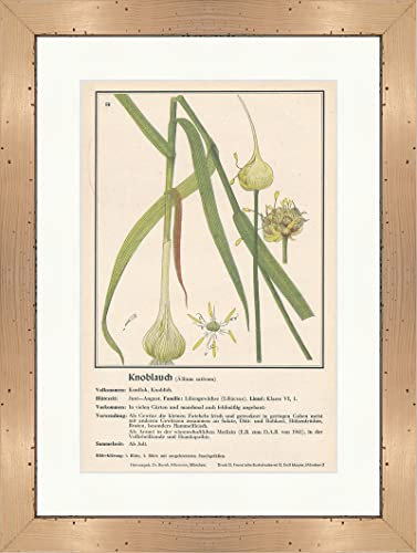 Biller Antik Ail Allium sativum Plantes médicinales 164 encadrées
