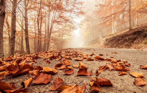 GUOHLOZ Jigsaw Puzzles for Adults 1500 Pieces Landscape Jigsaw Puzzles for Adult Kids Challenging Game, Trees, Landscape, Forest, Misty, Forests, Deciduous Leaves, 87x57cm