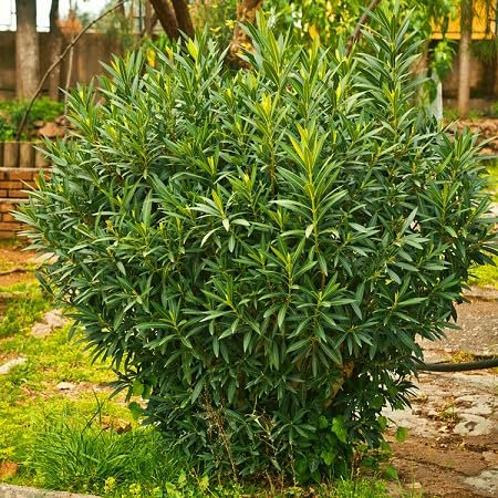 Graines de laurier-sauce 50 pièces vertes