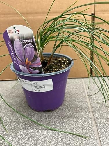 Pianta di Zafferano Crocus Sativus su va cm 14