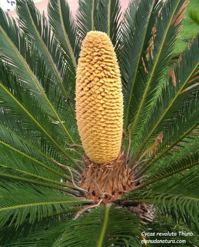 Semi di cycas Revoluta, 16 semi di CYCAS, seed, Palma tree seed, palma nana tropicale
