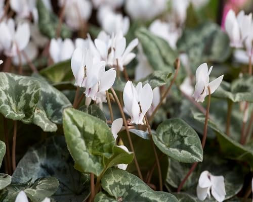 Graines de fleurs de cyclamen 100 pièces blanches