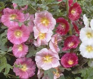 HOLLYHOCK SINGLE MIX Alcea Rosea --- 20 Flower Seeds