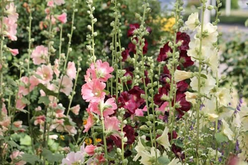 RP Seeds Alcea ficifolia Happy Lights (Antwerp Hollyhock) - 30 Seeds