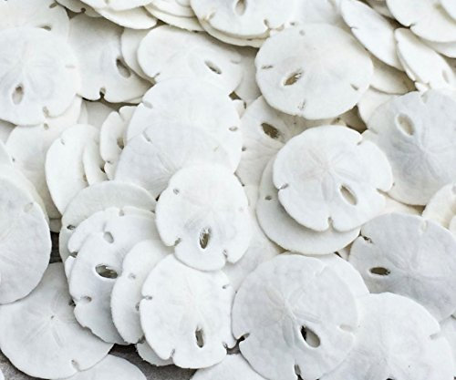 Nautical Crush Trading Sand Dollar | Riktiga naturliga sanddollar under 1 tum (uppsättning av 200) | Små vita sanddollar skal för bröllop och hantverk | Plus gratis nautisk e-bok av Joseph Rains