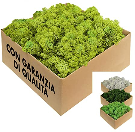 GJS Musgo islandés Natural conservado – auténtico Musgo Decorativo en 200g/500g/1kg/4kg para Cuadros, Manualidades, decoración y terrarios (Verde, 500.0, Gramos)