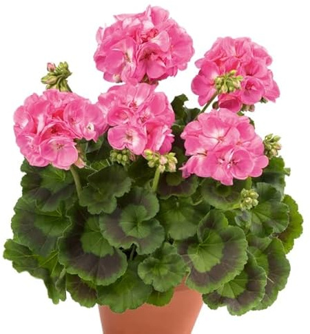 Geranio Natural la Flor Perfecta para tu Hogar - Planta de Exterior