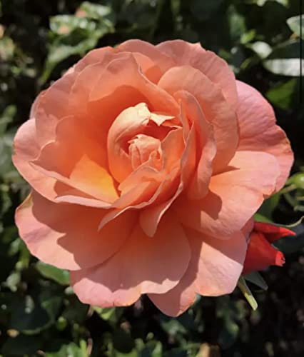 'Eileen's Rose' Potted Rose - Beautiful Peachy Pink Blooms - Floribunda Rose - Great Gift Idea - 4 Litre Pot