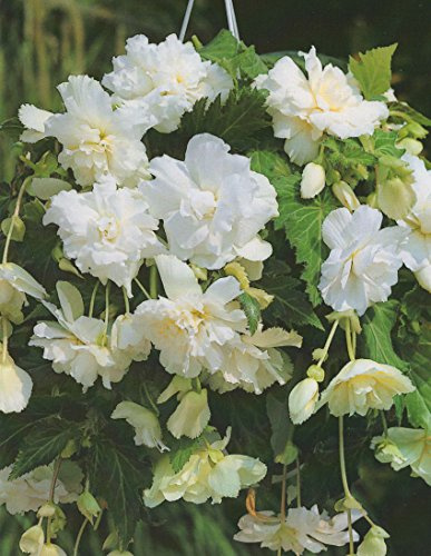 Begonien pendula hängend in weiß gefüllt Blumenzwiebeln Knollenbegonie (5 Blumenzwiebeln)