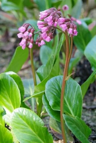 12 pezzi Bergenia cordifolia fiore autunnale, 10-25 cm, Ø 9 cm