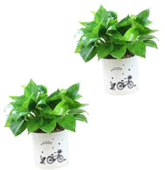 Yardenfun 2pièces Pot De Fleurs à Arrosage Automatique avec Stockage Eau Plastique Support De Plantes pour Fleurs Vivaces Et Intérieures Lot