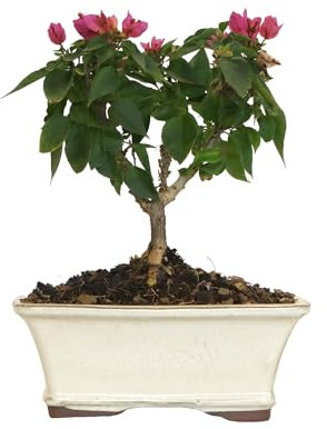 KENTIS - Bonsai Bougainvillea Glabra Sanderiana - Bouganville Piante Vere da Esterno Fiorite - Giardino Balcone Terrazzo - H 20/25 cm Vaso 18 cm