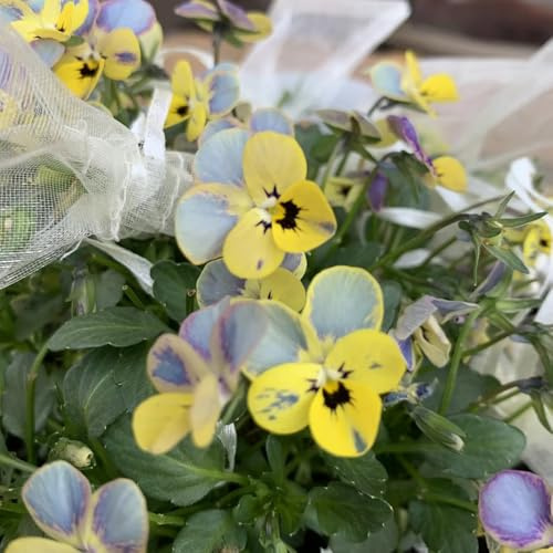 semi di viola del pensiero resistenti - balcone estremamente perenni 750pcs