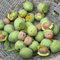 Semi resistenti di noce, albero bonsai Semi di noci, Semi di noci, semi vecchie varietà semi di bonsai piante da balcone, piante verdi semi di piante albero da seme, pianta da balcone 15pcs