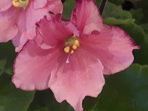 Portal Cool Usambaraveilchen (Saintpaulia) Pink Ballet. In Bloom:Seeds Only