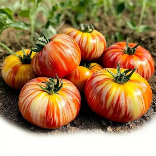 30 Graines de Tomate Tigerella - SemiSauvage Permaculture