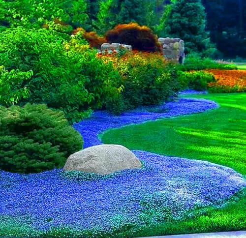 20000 Semi Timo Blu Strisciante, Varietà Perenne Senza OGM, Si Diffonde Lentamente Come un Tappeto Blu Naturale a Causa della Sua Natura Strisciante