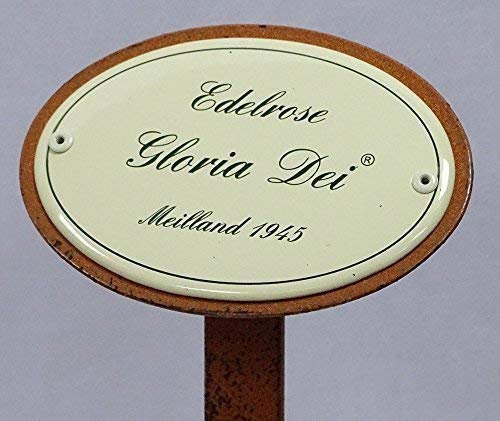 linoows Rosenschild, Rosenstecker Emaille, Edelrose: Gloria Dei, Meilland 1945