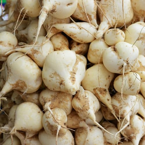 semillas de jícama de frijol de ñame, variedades antiguas, antiguas comprar de jícama, interior, 150pcs