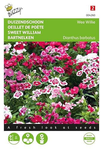 Buzzy Seeds 004260 Bartnelke Wee Willie Mischung (Nelkensamen)