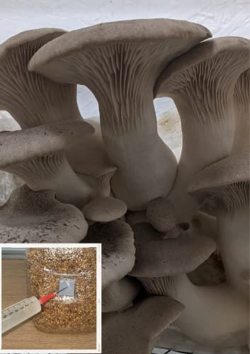 King Oyster Mushroom Liquid Culture 10ml, Commercial Strain 2603 *Top Quality*