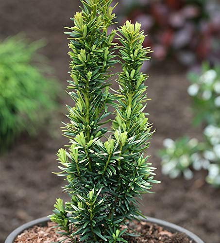 Gelbe Säulen Eibe David 30-40cm - Taxus baccata