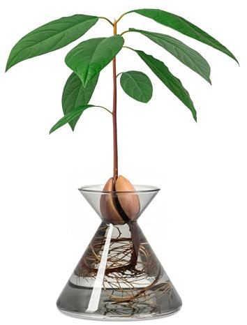 Amoroses Avocado Flask – Maceta de Cristal para Semillas de Aguacate – Kit para Cultivar Plantas en Agua. Regalo Verde decoración Interior (Vidrio Ahumado)