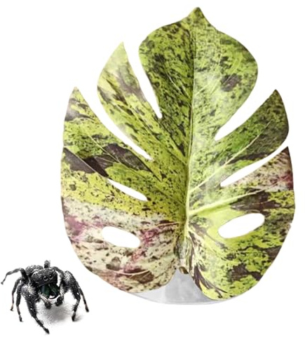 Genérico Plantes araignées sauteuses - Fournitures pour animaux de compagnie simulées avec - Accessoires pour araignée sauteuse, pour plantes, terrarium, serpent, tapis de croissance