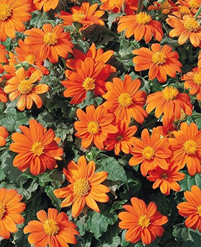 Mexikanische Sonnenblume, Orange (Tithonia speciosa Goldfinger) 100 Samen Bio