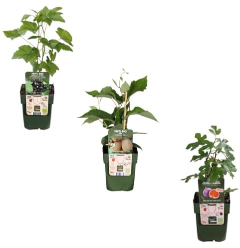 Lot de 3 plantes fruitières BIO - Ficus carica (Figuier) - Actinidia deliciosa (Kiwi autofertile) - Rubus fruticosus (Mûrier) - 20cm - Ø13cm - Plante de jardin - Légumes et fruits